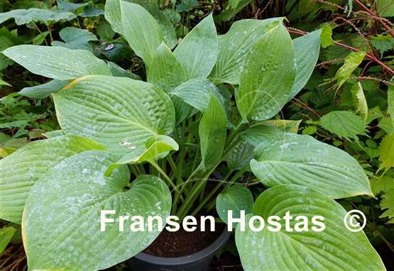 Hosta Marmalade on Toast